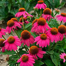 Echinacea PowWow Wild Berry Coneflower Seeds for Planting - Heirloom & Non-GMO Garden seeds