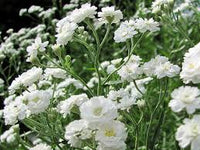 White Gypsophila Snowflake Seeds ƒ?? Organic, Heirloom, Non-GMO Seeds for Planting