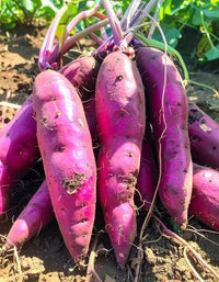 Murasaki Sweet Potato Vegetable Seeds for Planting – Dark Pink Tuber Variety