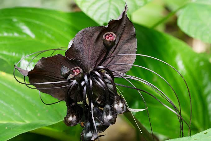 Black Bat Flower live plant growing in a decorative indoor pot.