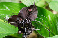 Black Bat Flower live plant growing in a decorative indoor pot.