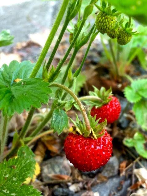 Wild strawberry plants growing in an outdoor container garden.


