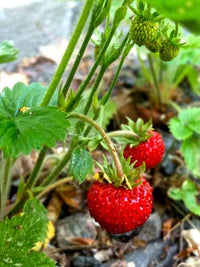 Wild strawberry plants growing in an outdoor container garden.

