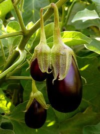Eggplant vegetable seeds heirloom & Non-GMO Seeds