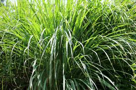 Cymbopogon winterianus (Java Citronella)