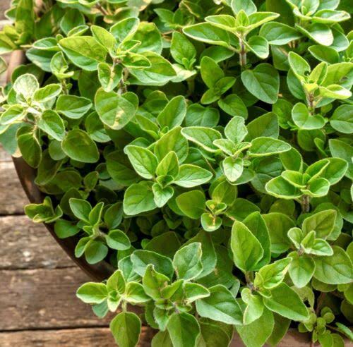 Greek Oregano Plants - Aromatic Perennial Herb for Herb Gardens, Raised Beds & Containers