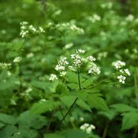 Cicely Myrrhis Odorata Flower Seeds for Planting, 100 pcs