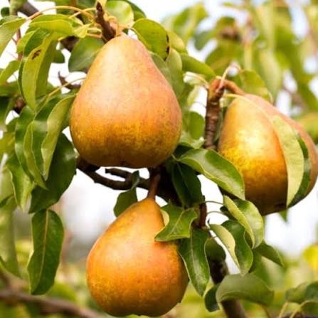 Young pear tree planted in a home garden landscape

