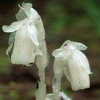 Monotropa Uniflora Indian Pipe Flower Seeds for Planting â€“ Unique, Non-GMO, Heirloom Seeds