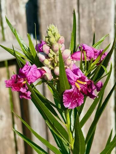 Chilopsis Flower Seeds – Heirloom Non-GMO Seeds for Drought-Tolerant and Ornamental Garden Planting
