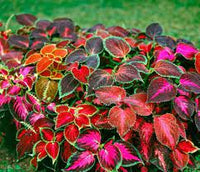 Coleus Wizard Mix. Flower Seeds for Garden Planting - NON GMO Seeds