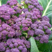 Healthy purple sprouting broccoli growing in a vegetable garden.
