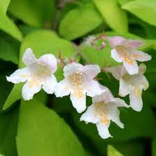 Organic Heirloom Non-GMO White Kolkwitzia Seeds for Planting – Fragrant Shrub Blooms
