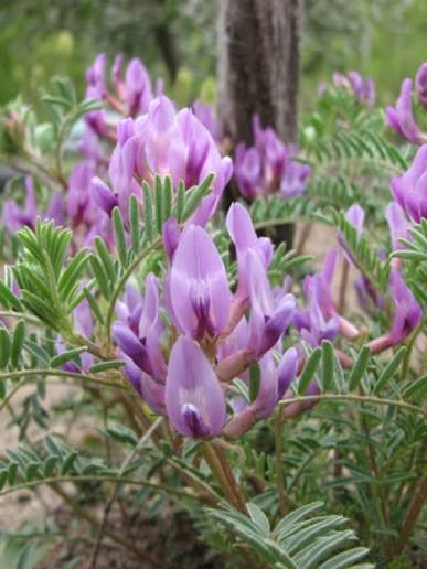 Astragalus Crassicarpus Flower Seeds Heirloom Non GMO Planting - 100 pcs