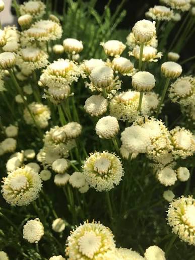 Santolina Etrusca Flower Seeds – Heirloom, Non-GMO, Aromatic Silver Foliage Blooms for Garden Planting