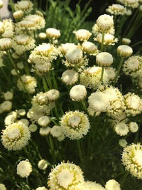 Santolina Etrusca Flower Seeds – Heirloom, Non-GMO, Aromatic Silver Foliage Blooms for Garden Planting