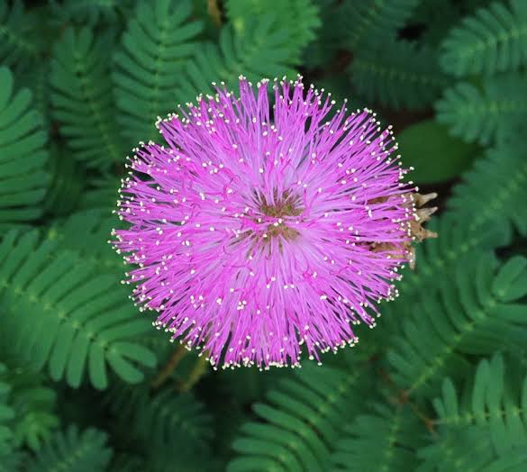 Mimosa Flower Seeds for Planting 100 pcs -Hierloom Flower Seeds