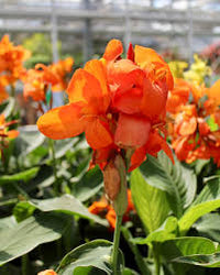 Canna plants displayed in decorative containers on a patio garden

