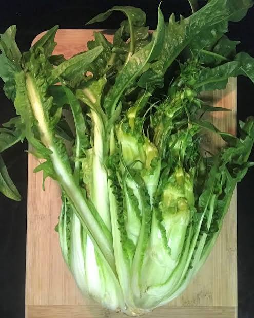 Puntarelle or Asparagus Chicory Plant Seeds for Planting - Heirloom Vegetable Seeds for Home Garden