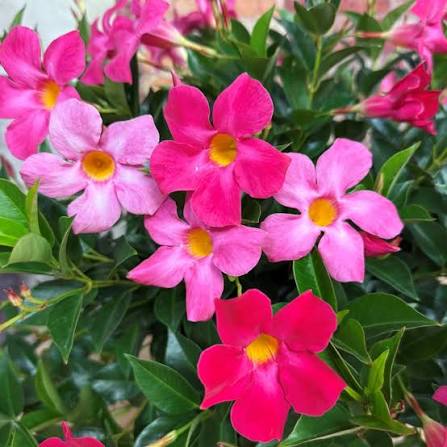 Mixed Mandevilla Sanderi Flower Seeds for Planting - Heirloom and GMO Free Seeds for Home Garden