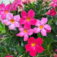 Mixed Mandevilla Sanderi Flower Seeds for Planting - Heirloom and GMO Free Seeds for Home Garden