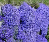 Aubrieta Plant Seeds Blue for Planting ƒ?? Heirloom, Non-GMO, Organic