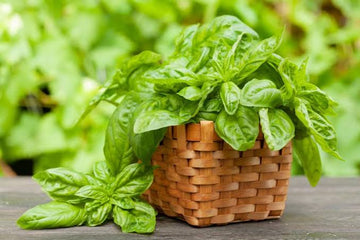 Healthy basil plants growing in a sunny herb garden.
