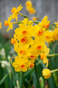 Healthy daffodil flowers blooming along a decorative garden border.

