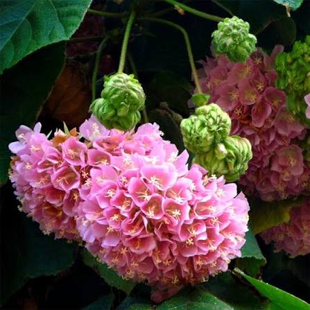Heirloom Non-GMO Dombeya Bourgassiae Flower Seeds for Planting – Tropical Shrub with Showy Blooms