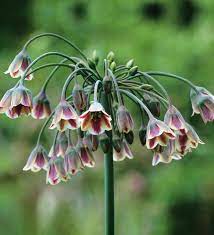 Nectaroscordum Flower Seeds for Planting - 100 pcs