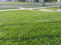 Revolution Kentucky Bluegrass Seed