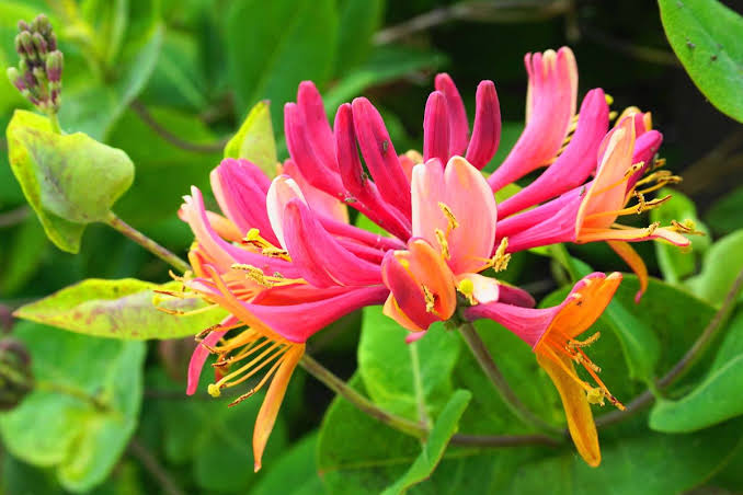 Honeysuckle Vine Seeds for Planting - NON GMO Seeds