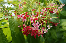 Quispualis Indica Flower Seeds for Planting - 100 pcs