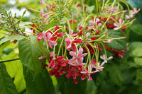Quispualis Indica Flower Seeds for Planting - 100 pcs