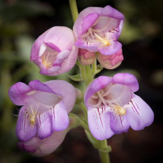 Penstemon Palmeri Flower Seeds – Heirloom Non-GMO Seeds for Drought-Tolerant Garden Planting