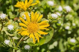 Grindelia Flower Seeds for Planting - 100 pcs
