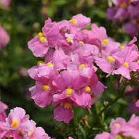 Nemesia Flower Seeds for Planting, Pink Poetry Blooms, 100 pcs