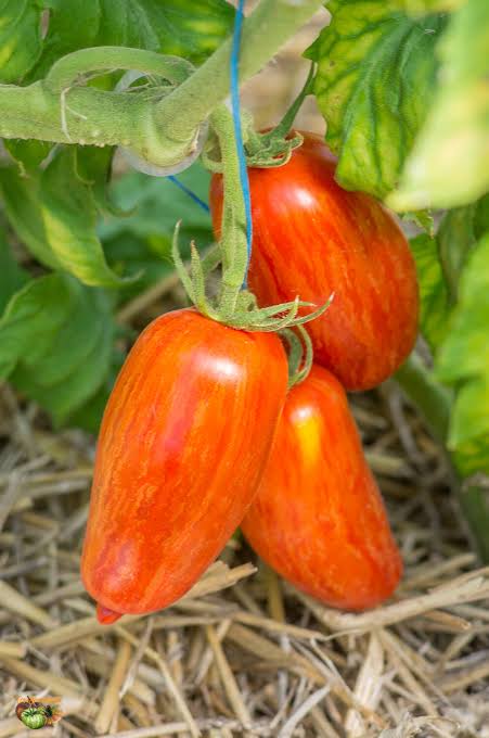 Red Speckle Tomato Seeds for Planting,heirloom & Non-GMO Seeds