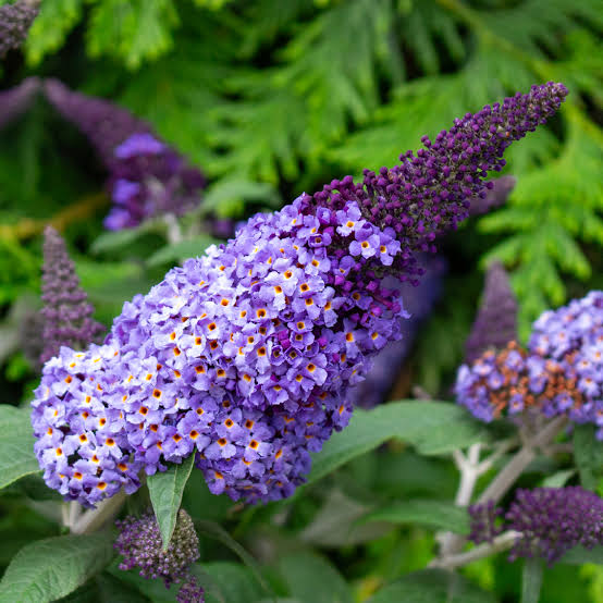 Heirloom Bush Flower Seeds – Non-GMO Flower Seeds for Planting