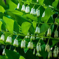 Organic White Solomon's Flower Seeds for Planting – Heirloom, Non-GMO