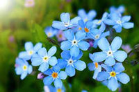 Heirloom Blue Alpine Forget-Me-Not Flower Seeds for Planting, Myosotis Alpestris, Non-GMO