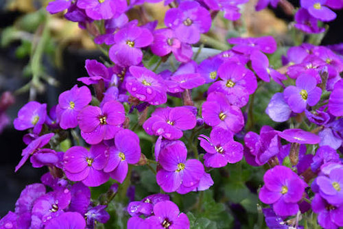 Aubrieta Axcent Deep Purple flowers growing in a rock garden.
