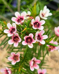 Geraldton Wax Flower Seeds for Planting - 100 pcs
