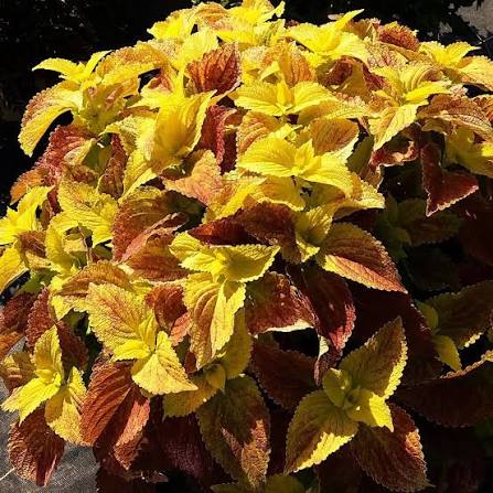 Yellow Coleus Plant Seeds for Planting - Heirloom and Non-GMO Garden Seeds