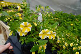 White Yellow Calibrachoa Seeds for Planting ƒ?? Organic, Heirloom, Non-GMO