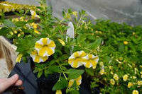 White Yellow Calibrachoa Seeds for Planting ƒ?? Organic, Heirloom, Non-GMO