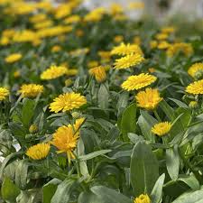 Yellow Calendula Flower Seeds, Heirloom, Non-GMO Seeds for Planting