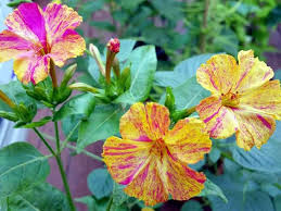 Yellow Red Four O'Clock Seeds for Planting – Organic, Heirloom, Non-GMO Flower Seeds