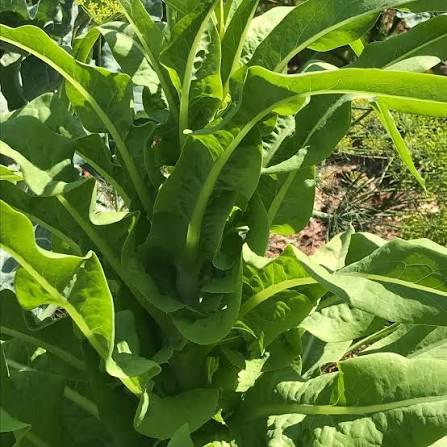 Asparagus Lettuce Celtuce Seeds for Planting heirloom & Non-GMO Seeds