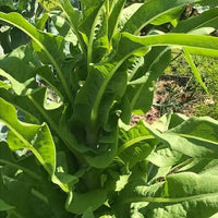 Asparagus Lettuce Celtuce Seeds for Planting heirloom & Non-GMO Seeds